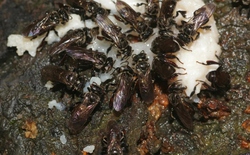 Loài ong ăn thịt thối nhưng vẫn tạo ra mật ngọt, bí ẩn tiến hóa khiến giới khoa học kinh ngạc