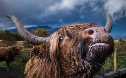 Giải mã bí ẩn nguyên do loài bò chỉ ăn cỏ nhưng vẫn phát triển hàng trăm cân thịt cơ bắp