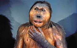 Loài Paranthropus đã cùng tồn tại với con người trong 850.000 năm, nhưng lại không để lại hậu duệ nào: Lực cắn cực mạnh chính là nguyên nhân dẫn đến sự tuyệt chủng của chúng