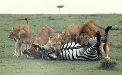 Nghiên cứu ngựa vằn hơn 100 năm, các nhà sinh vật học bối rối vì hóa ra bộ vằn này vốn không phải để ngụy trang