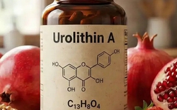 Urolithin A: Hợp chất chống lão hóa có thử nghiệm lâm sàng trên người, tăng 12% sức mạnh cơ bắp, cải thiện sức bền hiếu khí ở người trung niên