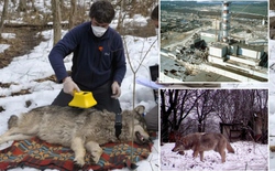 Bầy sói sống giữa vùng đất chết Chernobyl đang tiến hóa kỳ lạ, các nhà khoa học phát hiện điều đáng kinh ngạc