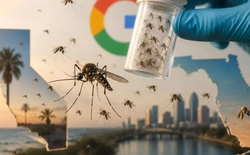 Vì sao Google lại dự định xin phép thả 32 triệu con muỗi mang bệnh ra ngoài môi trường?