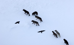 Hóa ra con người đã lầm: Loài quạ không hề bám đuôi ăn chực mà tự lập bản đồ dự đoán chó sói