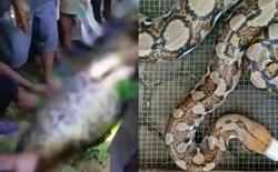 Bi kịch kinh hoàng tại Indonesia: Người đàn ông bị con trăn gấm nuốt chửng trên đường về nhà