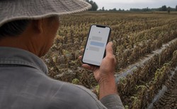 Tin AI sau nhiều tháng được tư vấn đúng, nông dân mất trắng gần 10 ha cây trồng