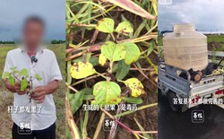 Tin AI tư vấn phun thuốc, nông dân Trung Quốc mất trắng 10 ha ruộng mè