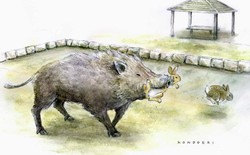 Lợn rừng bắt đầu săn thỏ trên hòn đảo nổi tiếng với biệt danh "đảo Thỏ" của Nhật Bản
