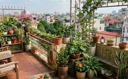 Lời khuyên khi đặt nhiều chậu cây trên ban công, sân thượng