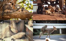 Giải mã hiện tượng khỉ cưỡi hươu, nhận nuôi khác loài: Sự thấu cảm tiến hóa hay trò đùa nguy hiểm của tự nhiên?