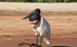 Bí ẩn về loài chim khổng lồ mang chiếc cổ phình to bất thường giữa vùng ngập nước Brazil