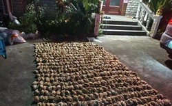 Trung Quốc: Bóng đen bí ẩn lao xuống trang trại lúc nửa đêm khiến hơn 1.400 con gà chết