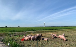 Thuê một đàn lợn để ngăn lũ chim tiếp cận sân bay, nước đi của chính quyền Hà Lan hứa hẹn mang lại kết quả bất ngờ
