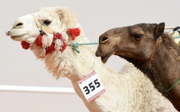 Ả Rập Xê Út: Hơn 40 con lạc đà bị cấm tham gia cuộc thi sắc đẹp vì bơm môi botox