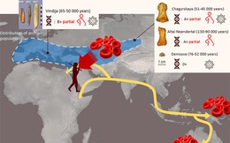 Các nhà nghiên cứu đã giải mã nhóm máu của người cổ Neanderthal và Denisovan
