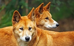 Dingo - Loài động vật kiên cường nhất trong thiên nhiên hoang dã của Châu Úc!