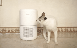 Nhà nuôi mèo mới thấy có máy lọc không khí đúng là “chân ái”