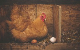 Đột phá: Tạo ra kháng thể COVID-19 từ trứng gà