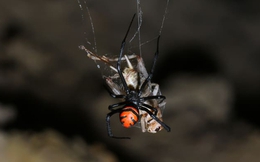 Loài nhện có nọc độc gấp 15 lần rắn đuôi chuông nguy hiểm như thế nào?