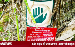 Manchineel - loài cây nguy hiểm nhất thế giới