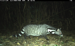 Lộ diện những loài vật bí ẩn trong rừng sâu Việt Nam