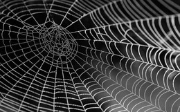 Chế tạo tơ nhện nhân tạo chắc gấp 6 lần áo chống đạn