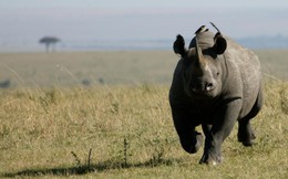 Vì sao sư tử châu Phi dám săn trâu rừng nặng gần 1.000kg nhưng lại không dám săn tê giác?