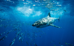Bất ngờ với số ngày một con cá mập trắng phải bơi để vượt qua quãng đường 20000 km xuyên đại dương: Quá nhanh!
