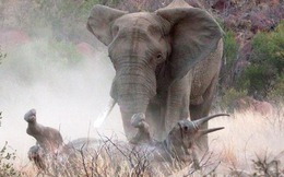 Vì sao voi châu Phi đực lại thường xuyên 'gây chiến' với tê giác?