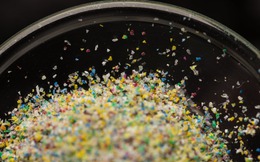 Nghiên cứu mới: phát hiện vi nhựa trong tất cả các mẫu tinh hoàn nam giới được thử nghiệm