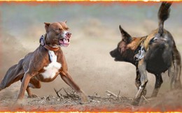Liệu 20 con chó pitbull có thể sống sót trong một tuần nếu được đưa vào thảo nguyên châu Phi?