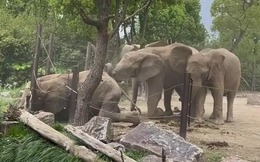 Sẽ như thế nào nếu voi trong sở thú đánh nhau?
