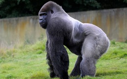 Tại sao khỉ đột ăn chay và không tập thể dục vẫn có thể duy trì cơ bắp trên khắp cơ thể, còn con người thì không?