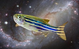 Biểu hiện kỳ lạ của loài cá được Trung Quốc đưa lên vũ trụ