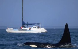 2 con cá voi sát thủ đâm hỏng thuyền buồm ngoài khơi nước Pháp