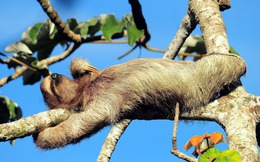 Vì sao gần như mọi sinh vật trên Trái Đất đều cần phải ngủ?
