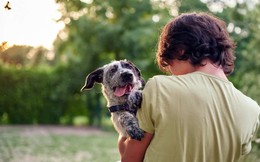 Bệnh Chagas: Mối đe dọa thầm lặng đang len lỏi vào nhà ở và chuồng chó