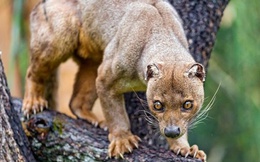 Loài săn mồi bí ẩn nhất Madagascar: Sở hữu đủ các đặc điểm của cả chó lẫn mèo!