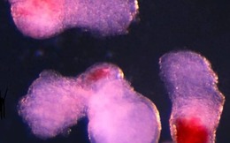 Các nhà khoa học tạo ra máu người trong phòng thí nghiệm: Bước tiến đột phá mở ra kỷ nguyên mới cho y học tái tạo