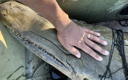 Phát hiện 'hóa thạch sống' khổng lồ dưới sông Mississippi: Sinh vật cổ xưa khiến giới khoa học kinh ngạc