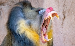 Loài khỉ lớn nhất thế giới: Những 'gã khổng lồ' lang thang theo đàn hơn 800 con trong rừng Gabon