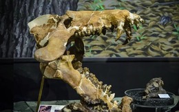 Archaeotherium: Sinh vật khổng lồ mang não của bò sát và máu mủ cá voi