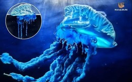 Sứa samurai: Phát hiện mới ở Nhật Bản hé lộ sự dịch chuyển của biển cả trong thời kỳ khí hậu biến đổi