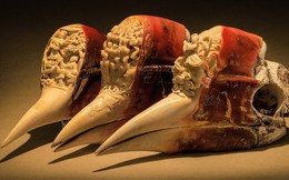 Những chiếc hộp sọ đỏ đắt gấp ba lần ngà voi và bi kịch phía sau loài chim bị săn đến tuyệt diệt