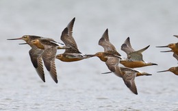 Loài chim bay liền 11 ngày không ăn uống, vượt 13.560 km và sống sót nhờ ăn nội tạng của chính mình