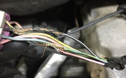 Chuột cắn xe: Cơn ác mộng đốt tiền nhiều chủ xe phải chịu đựng