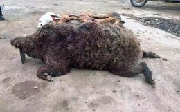 Lợn rừng nặng 200kg từng hạ vô số chó săn trong một năm: Liệu chúng có thực sự nguy hiểm hơn hổ?
