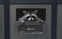 Gấu mèo thành phố đang tự thuần hóa và tiến hóa thành thú cưng!