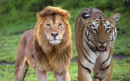 Sư tử và hổ từng chung lãnh thổ: Vì sao một cuộc chiến sinh tử giữa hai loài săn mồi đáng gờm bậc nhất hành tinh lại không nổ ra?