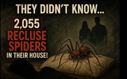 Sống chung với 2.055 con nhện nâu ẩn dật suốt hơn 5 năm: Câu chuyện ám ảnh từ một ngôi nhà cổ ở Kansas